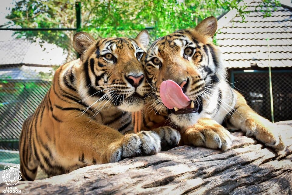Tiger Kingdom